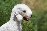 BEDLINGTON TERRIER 006